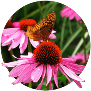 ConeFlower with a Butterfly