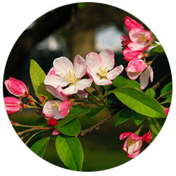 Exscape Designs Flowering Crabapple Trees