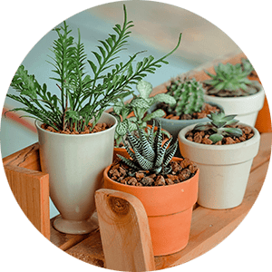 Exscape Designs - How to Repot a Plant