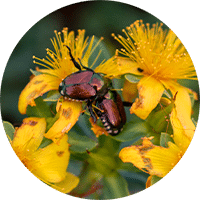 beetles on flowers in garden